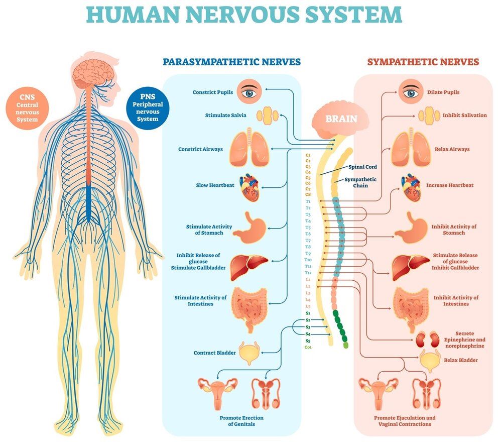 CNS and PNS